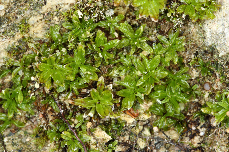 Encalypta procera